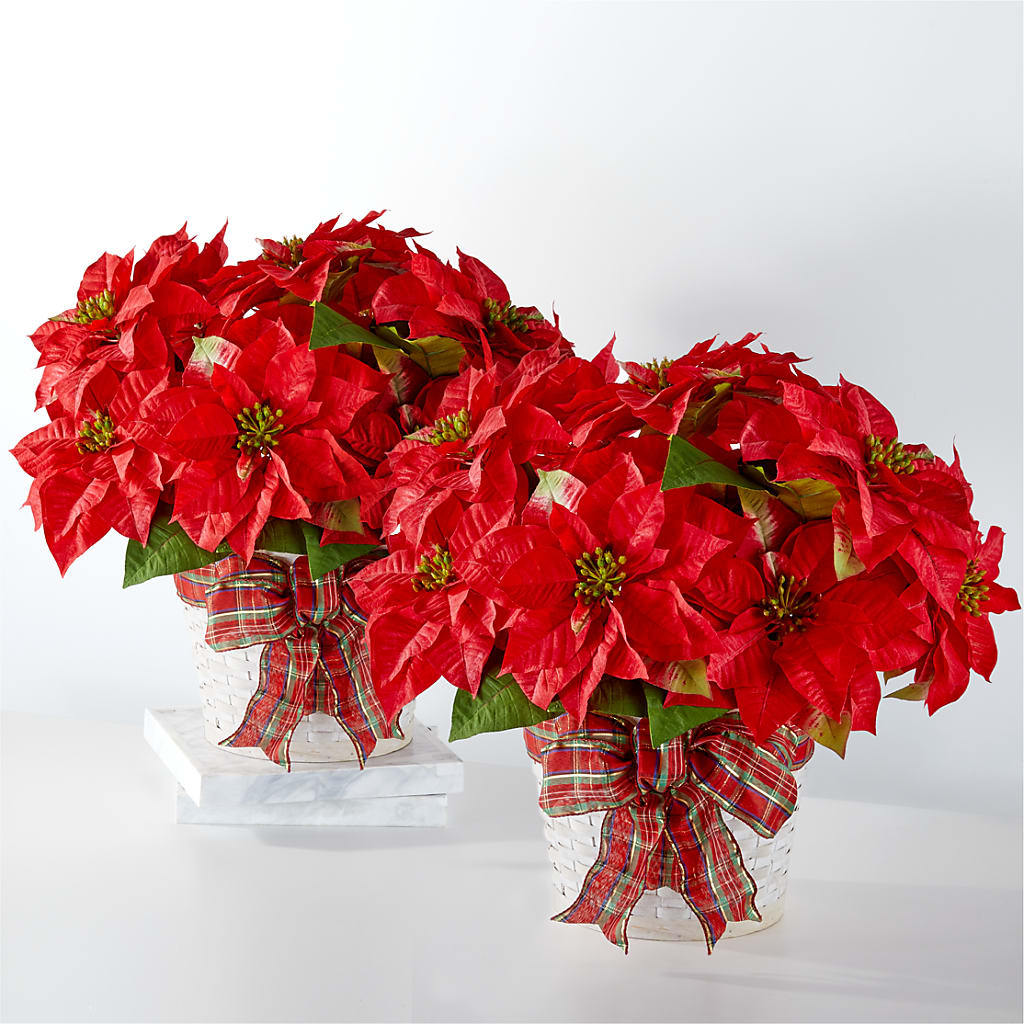 Happiest Holidays Poinsettia Bundle – Flowers By Helen, Forsyth GA