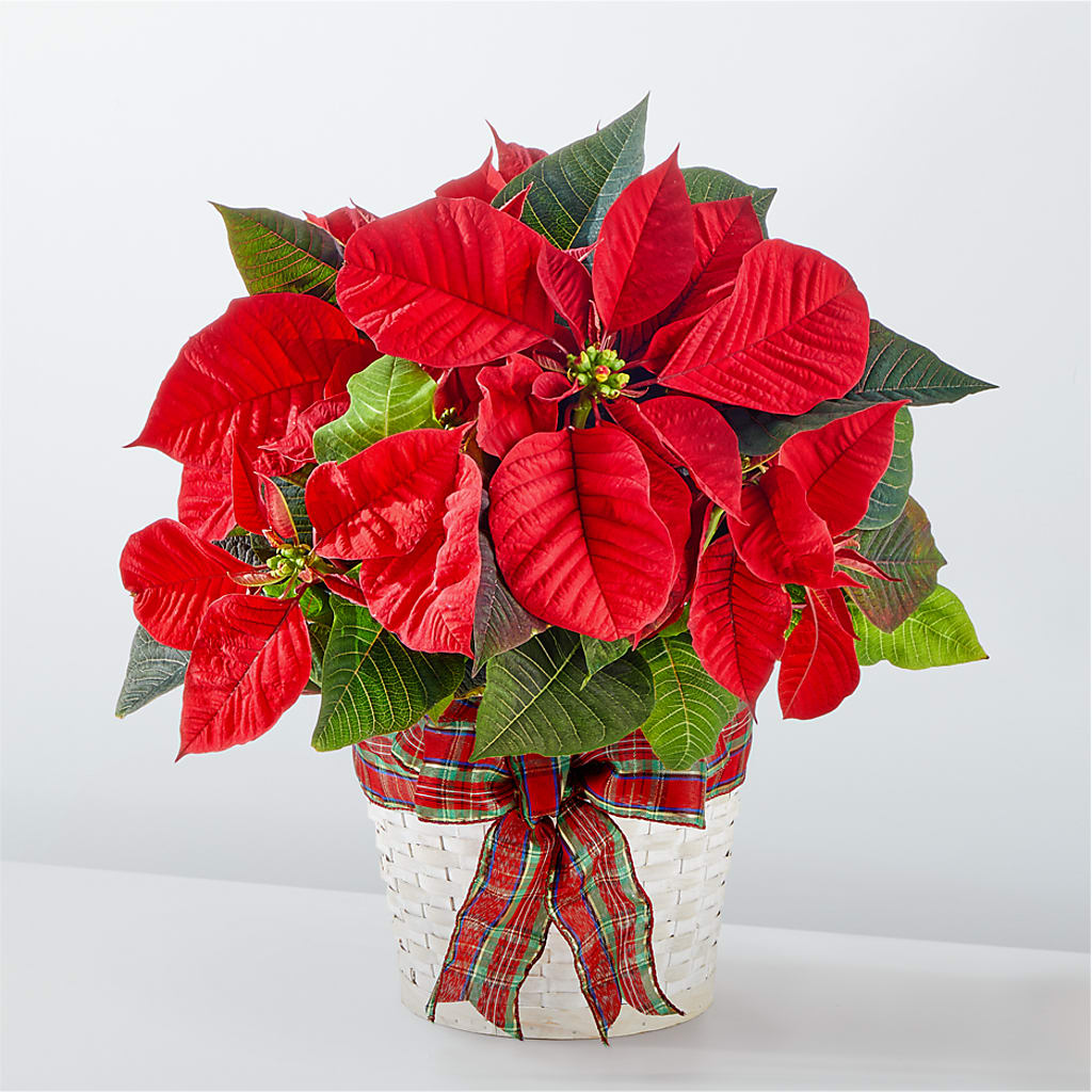 Happiest Holidays Poinsettia – Flowers By Helen, Forsyth GA