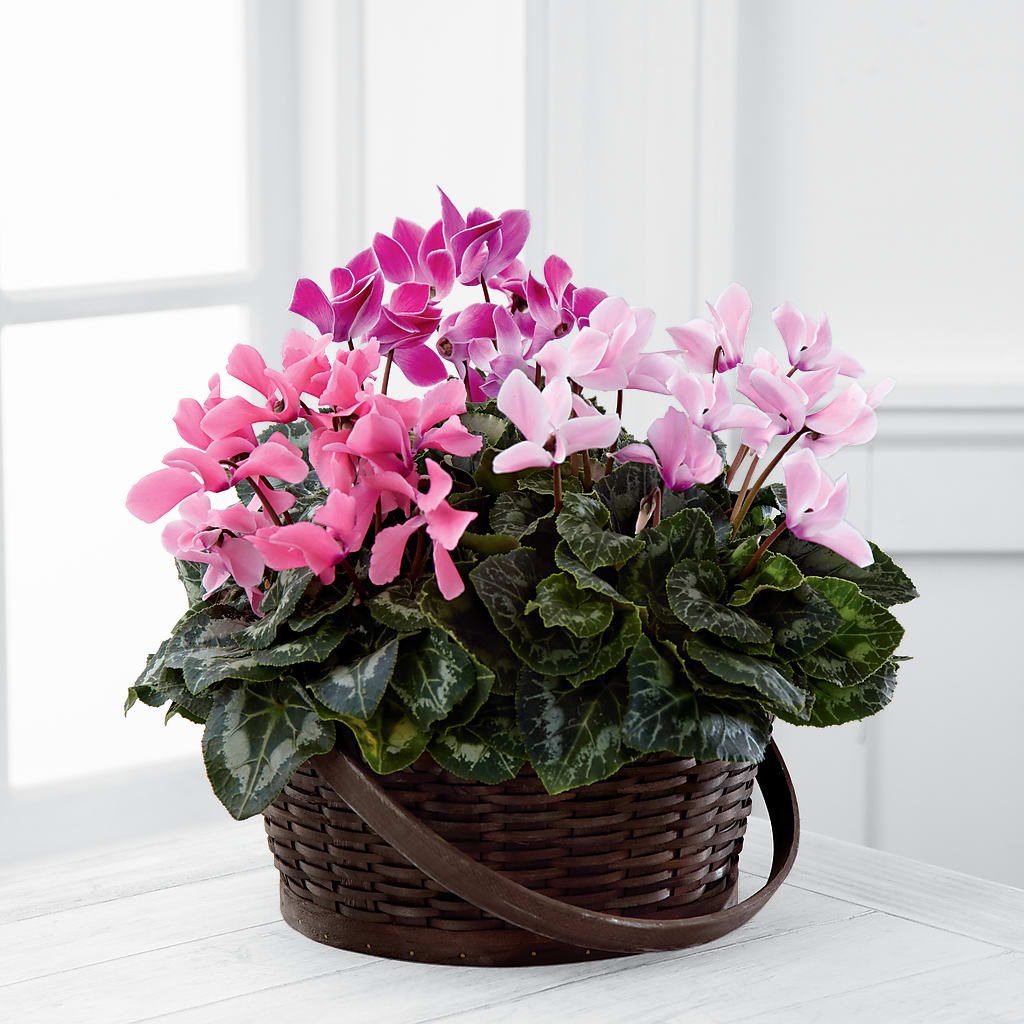 Mixed Cyclamen Planter – Flowers By Helen, Forsyth GA