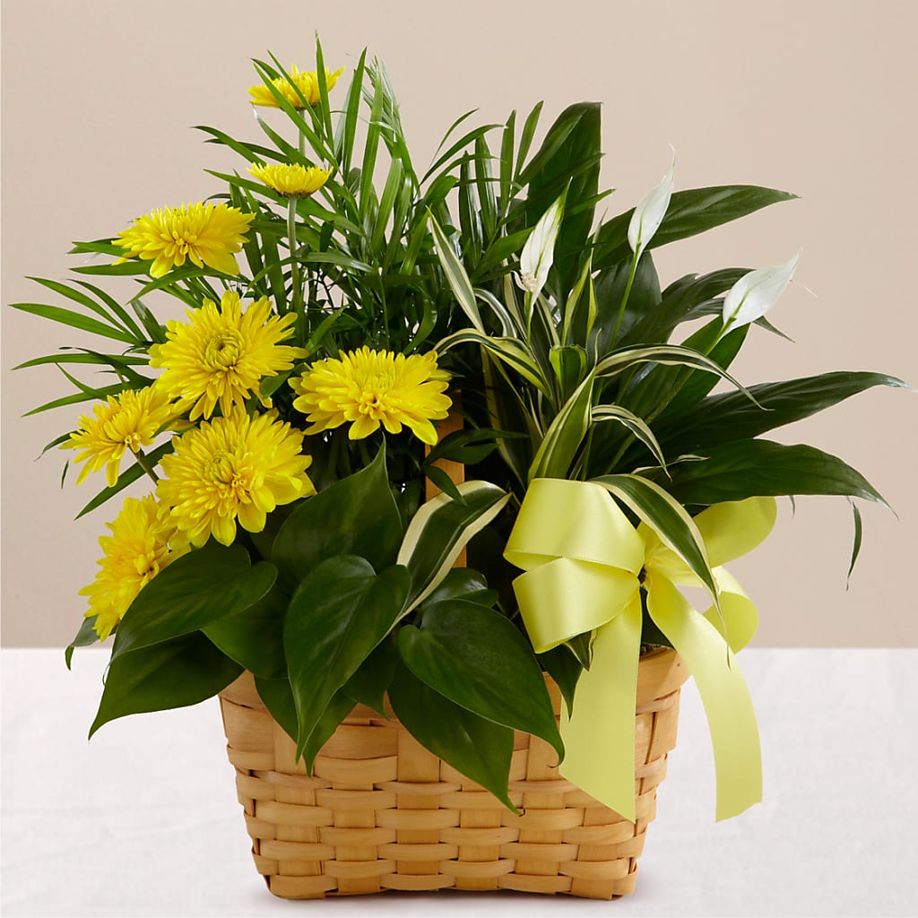 Loving Light Dishgarden – Flowers By Helen, Forsyth GA