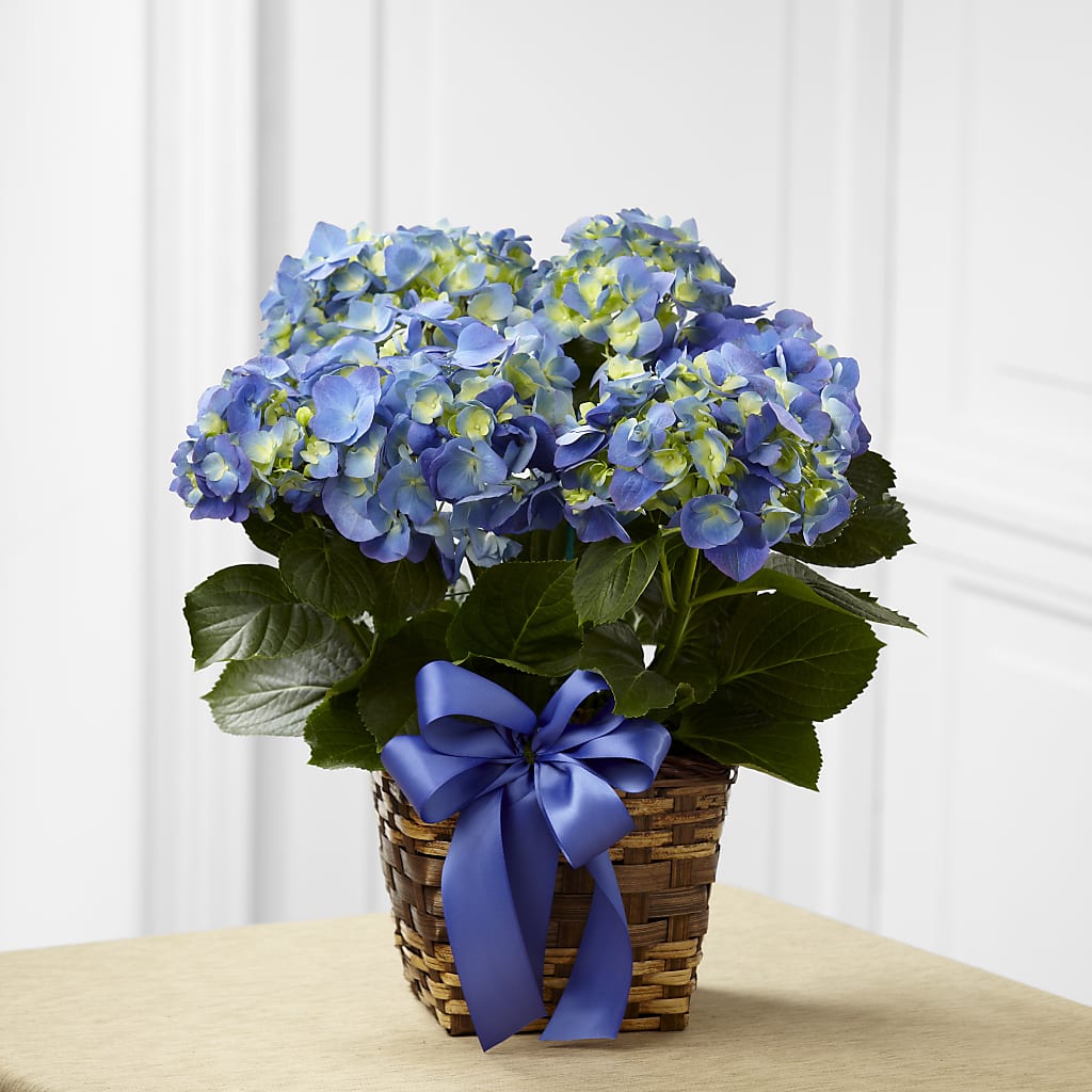 Blue Hydrangea Planter – Flowers By Helen, Forsyth GA