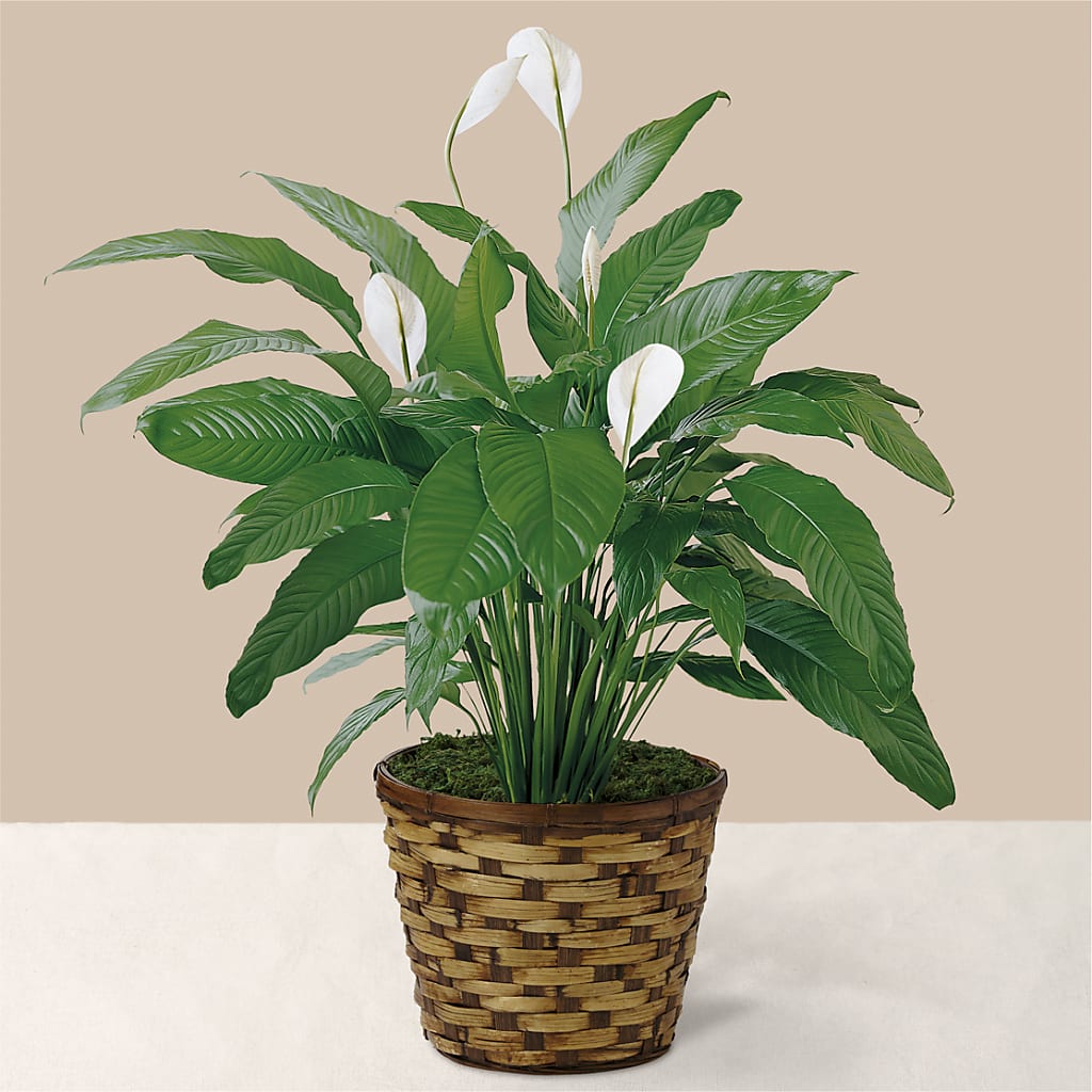 Tranquil Moments Peace Lily Plant – Flowers By Helen, Forsyth GA
