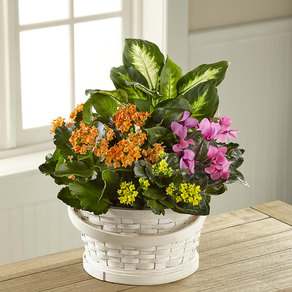 Color Crush Dishgarden – Flowers By Helen, Forsyth GA