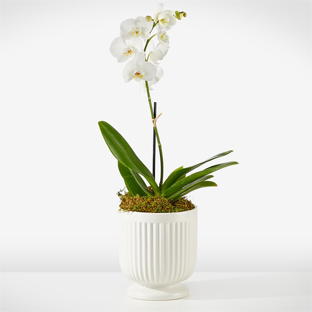 Whispering White Orchid – Flowers By Helen, Forsyth GA