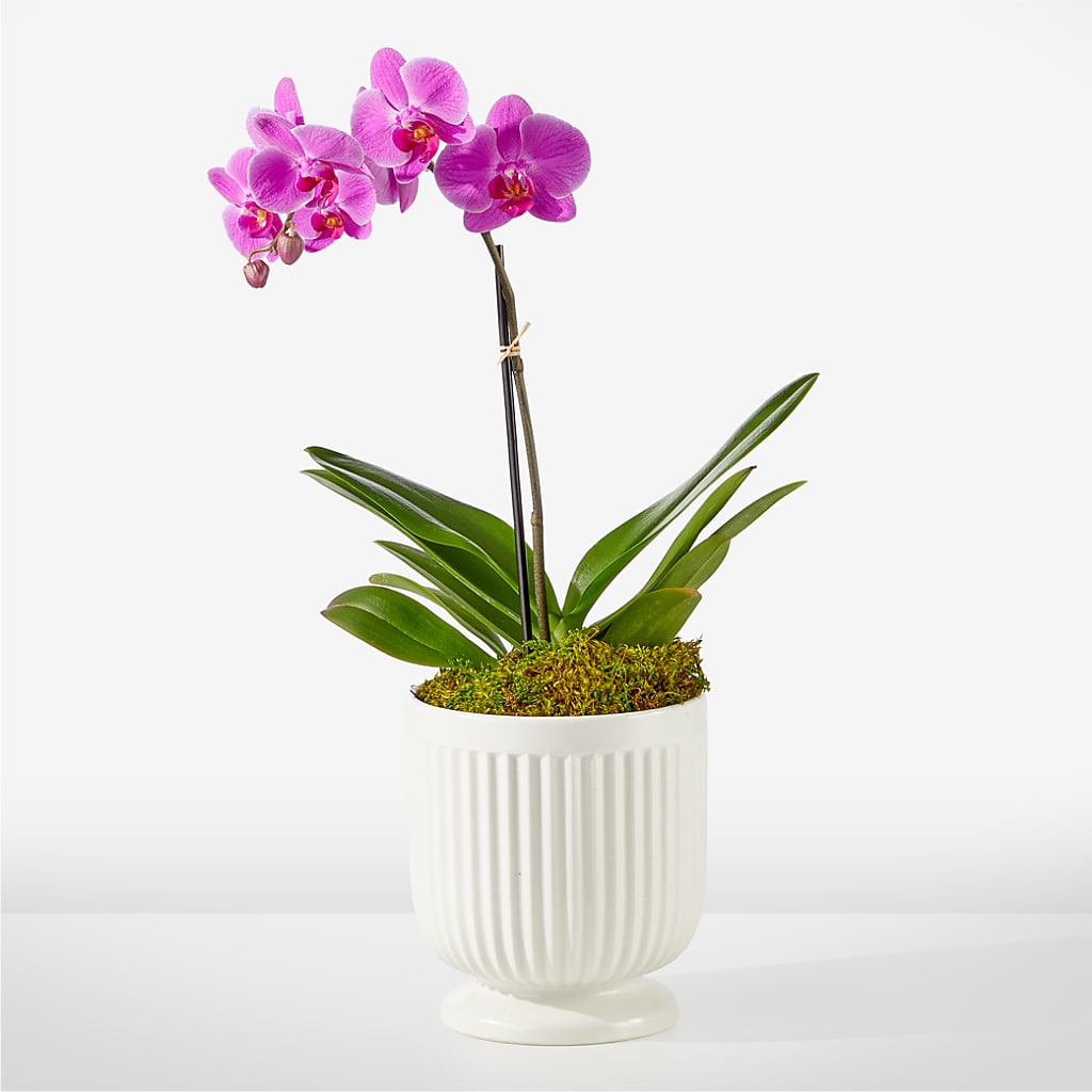 Friendly Fuchsia Orchid – Flowers By Helen, Forsyth GA