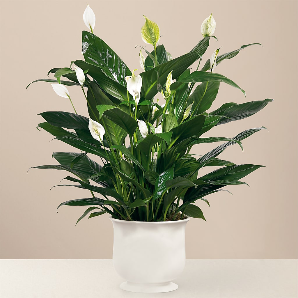 Comfort Planter – Flowers By Helen, Forsyth GA