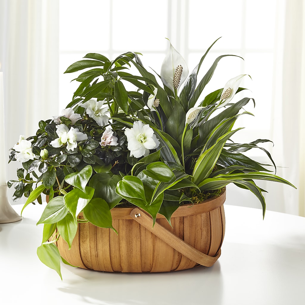 Serene Dishgarden – Flowers By Helen, Forsyth GA
