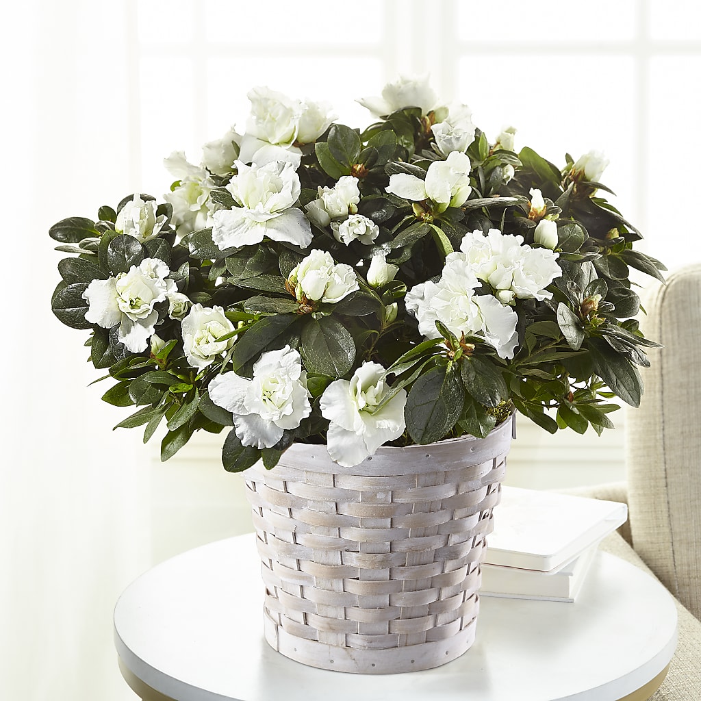 White Azalea Plant – Flowers By Helen, Forsyth GA