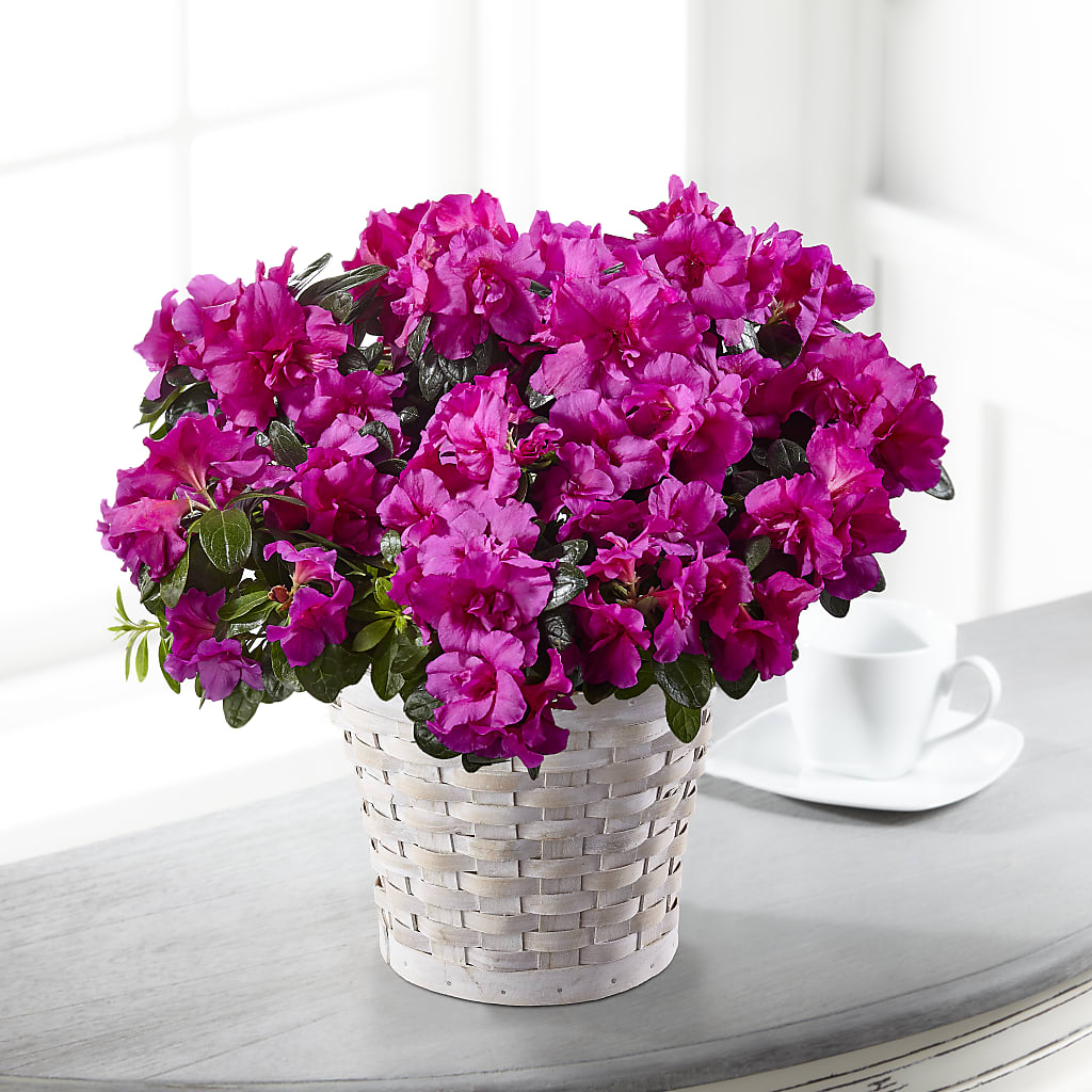 Hope & Serenity Azalea Plant – Flowers By Helen, Forsyth GA