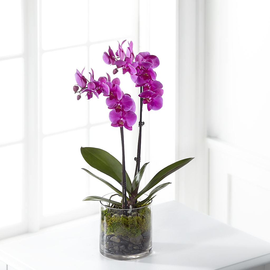 Pink Orchid Plant – Flowers By Helen, Forsyth GA