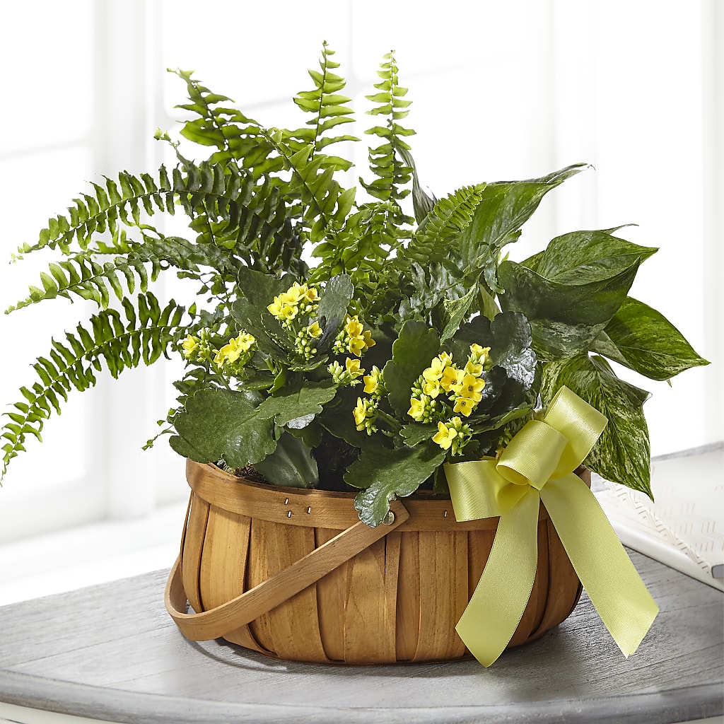 Always Dear Dishgarden – Flowers By Helen, Forsyth GA