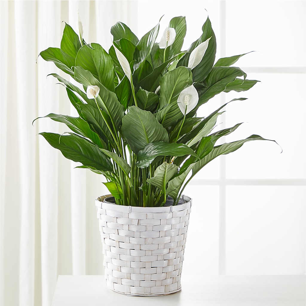 A New Leaf Peace Lily – Flowers By Helen, Forsyth GA