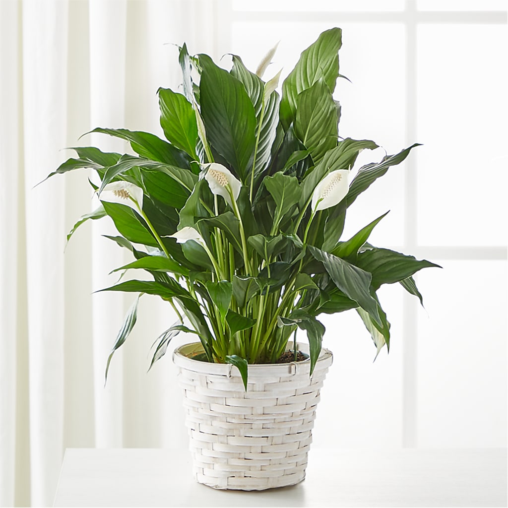 A New Leaf Peace Lily – Flowers By Helen, Forsyth GA
