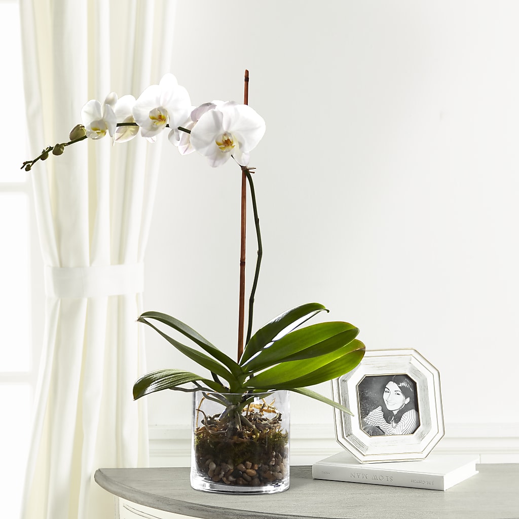 White Orchid Planter – Flowers By Helen, Forsyth GA