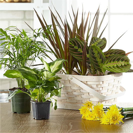 Florist Designed Blooming and Green Plants in a Basket –  Flowers By Helen, Forsyth GA