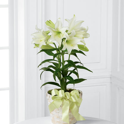 Easter Lily Plant –  Flowers By Helen, Forsyth GA