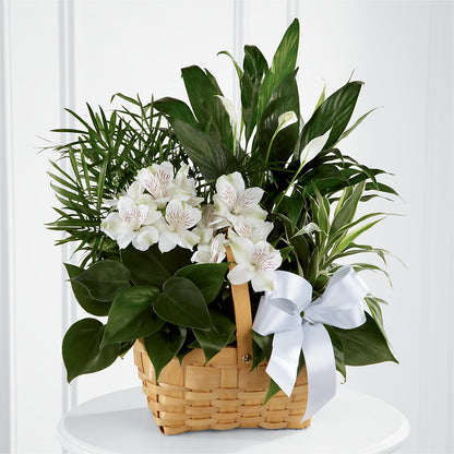 Peace & Serenity Dishgarden –  Flowers By Helen, Forsyth GA