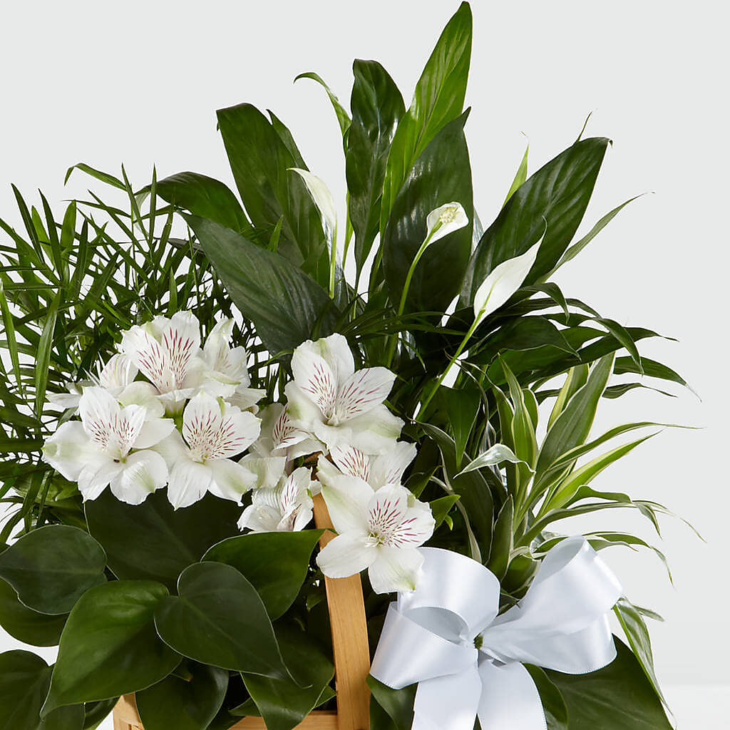 Peace & Serenity Dishgarden –  Flowers By Helen, Forsyth GA
