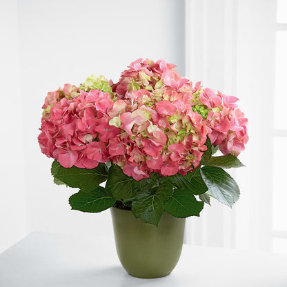 Pink Hydrangea Planter –  Flowers By Helen, Forsyth GA