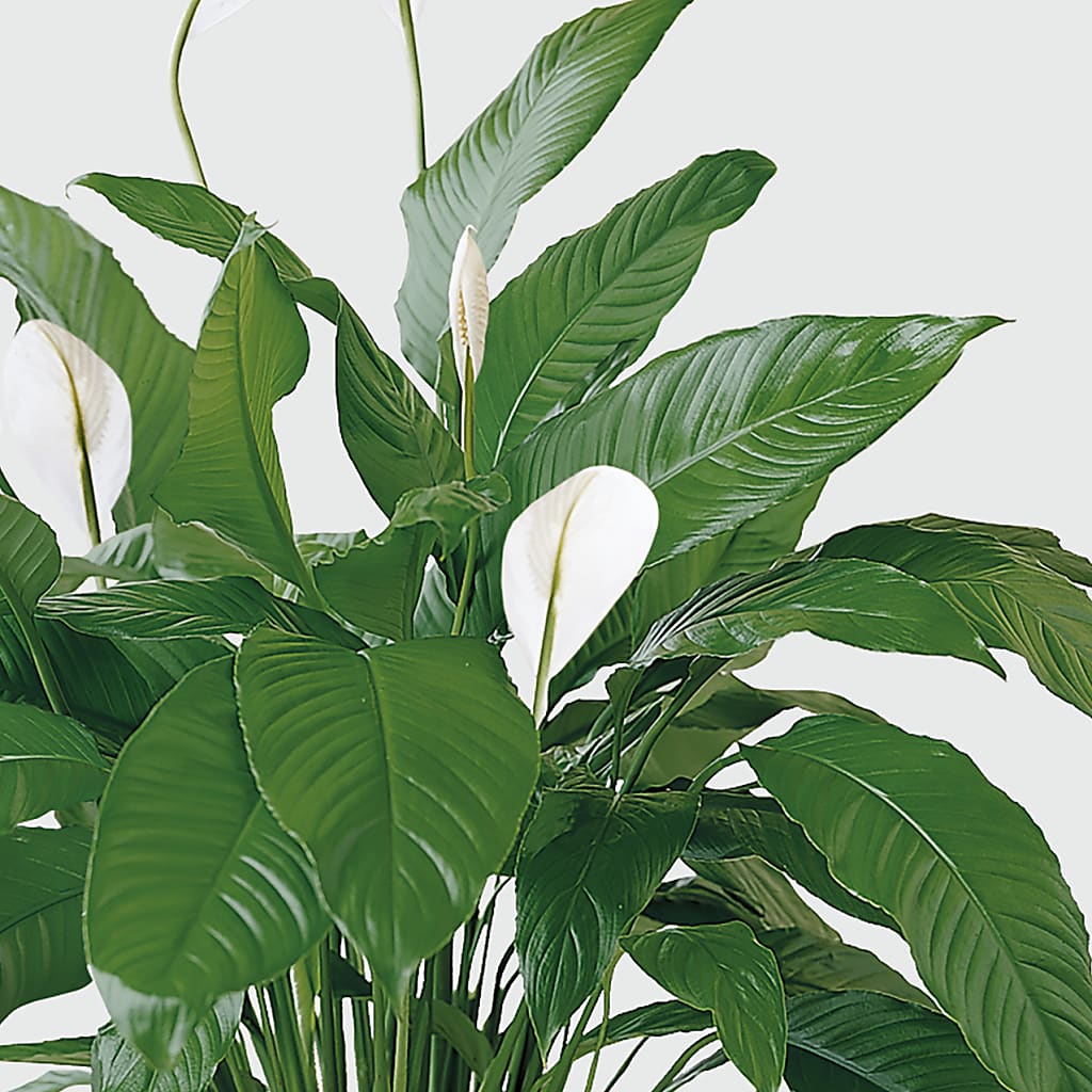 Tranquil Moments Peace Lily Plant –  Flowers By Helen, Forsyth GA
