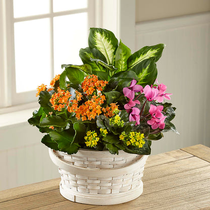 Color Crush Dishgarden –  Flowers By Helen, Forsyth GA