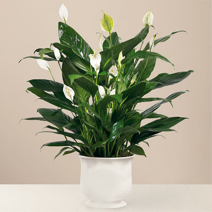 Comfort Planter –  Flowers By Helen, Forsyth GA