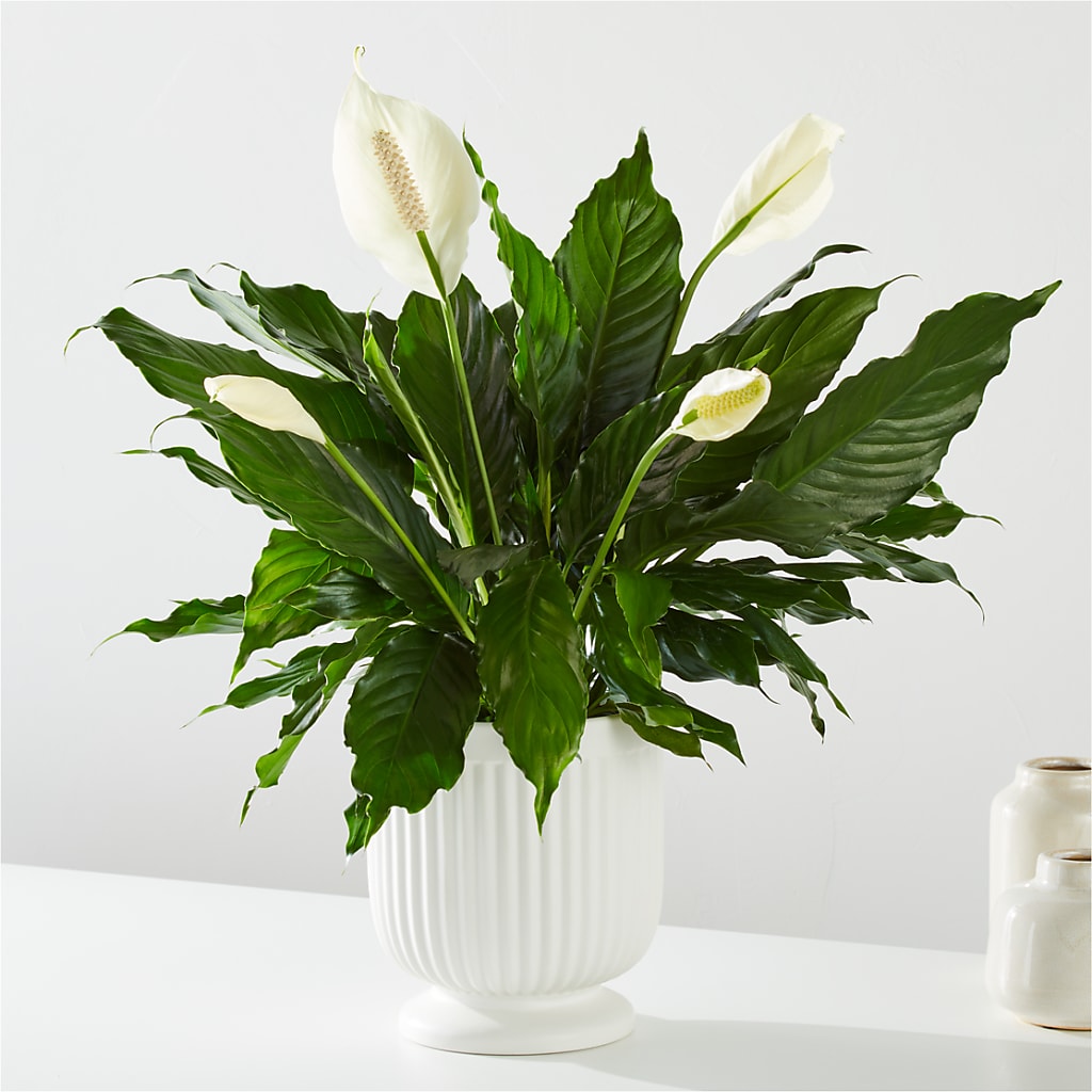 Comfort Planter –  Flowers By Helen, Forsyth GA