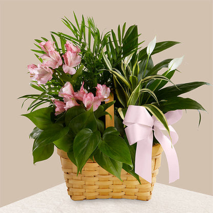 Living Spirit Dishgarden –  Flowers By Helen, Forsyth GA