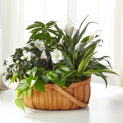 Serene Dishgarden –  Flowers By Helen, Forsyth GA