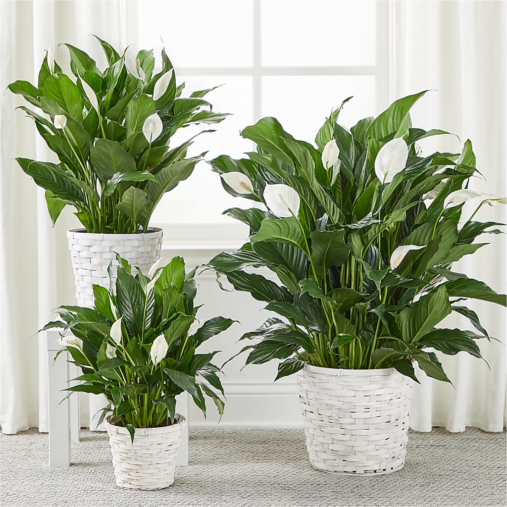 A New Leaf Peace Lily –  Flowers By Helen, Forsyth GA