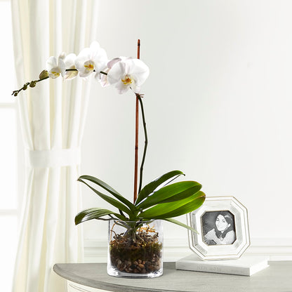 White Orchid Planter –  Flowers By Helen, Forsyth GA